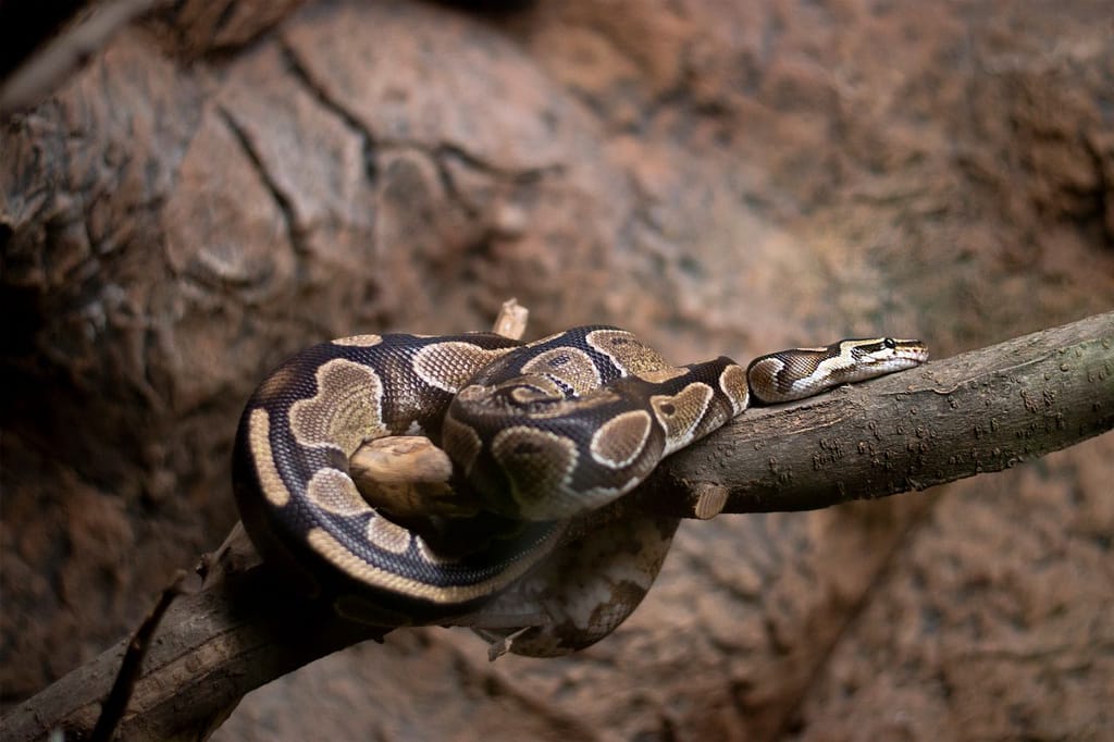 Example ball python, double het Pied Clown